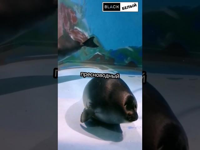 Самое редкое животное в мире? #милыеживотные #животные #рекомендации #топ #тюлени #байкал
