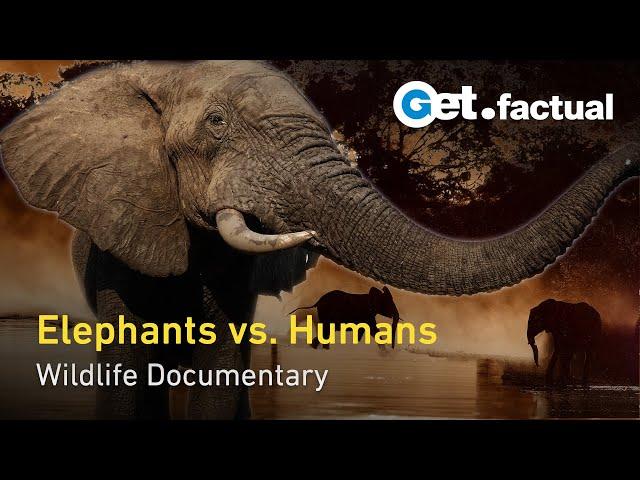 Elephants Up Close: Botswana's Largest Mammals in a Changing World | Full Documentary