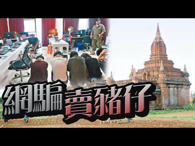 【on.cc東網】東方日報A1：港男落疊赴緬　槍下焗做網騙