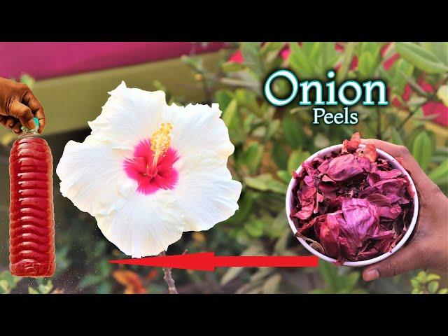 Easy way to use onion peel for plants || Best organic fertilizer for any plants