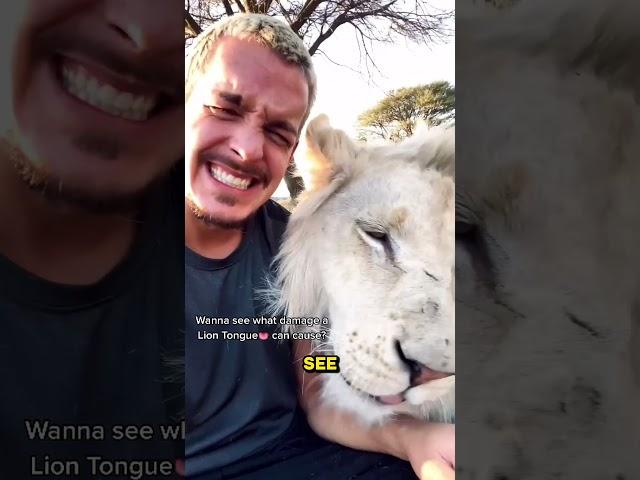 What a Lions tongue can do to human skin?