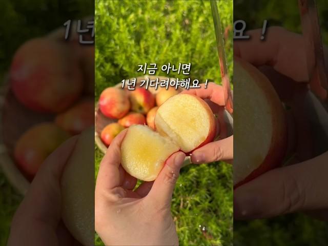 지금 아니면 1년 기다려야하는 복숭아!