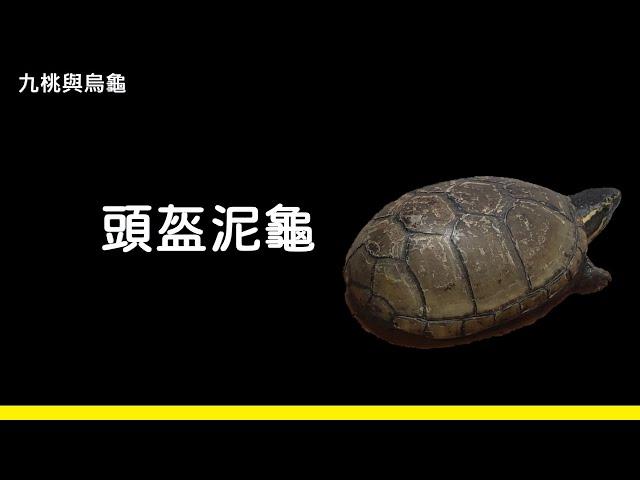 頭盔泥龜介紹【九桃來介紹爬蟲《Reptiles》】