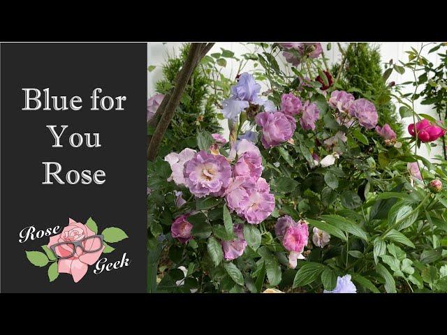 Blue for You Rose / Purple Roses / Gardening in zone 8a