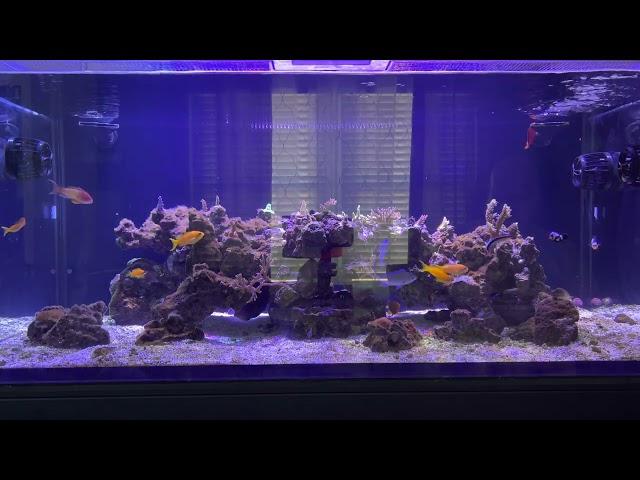 How much does a reef tank cost…….or at least mine.
