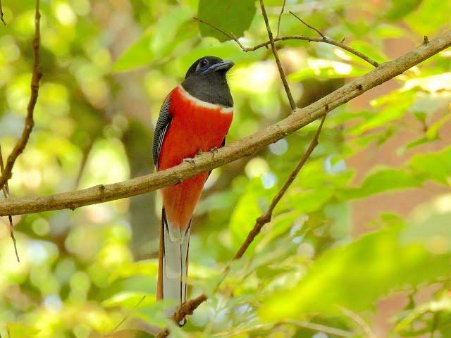 MALABAR TROGON (male), Kerala, India