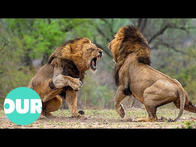 Three Adult Lions Fight Four Young Lions | Our World