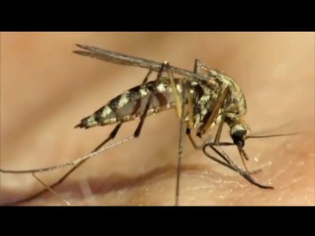 2 deaths linked to West Nile Virus reported in NJ: officials