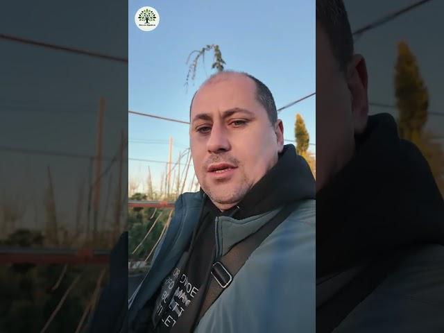  Стрижка растений и топиарные услуги от компании Green Garden #GreenGardenod