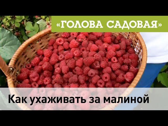 Голова садовая - Как ухаживать за малиной