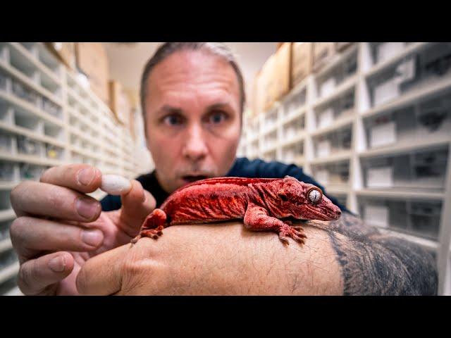 DEADPOOL GECKO EGGS!! MOST EXCITING REPTILE EGGS OF THE YEAR!! | BRIAN BARCZYK