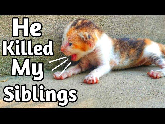 Trying to save life of poor newborn kitten