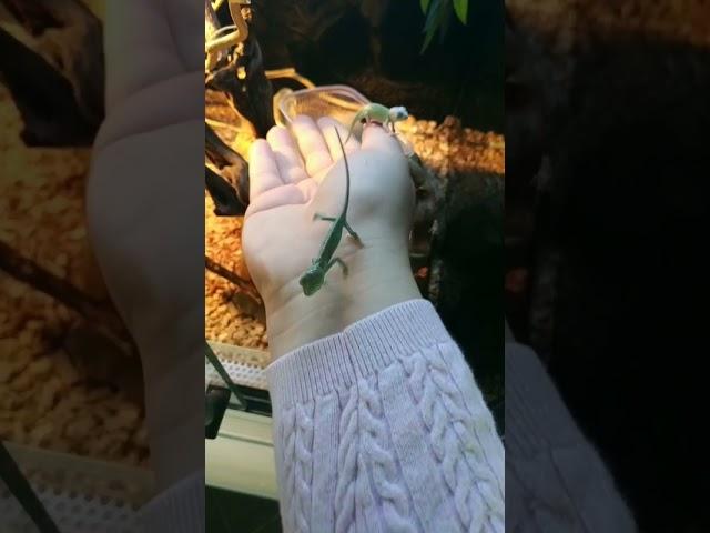 #exotic #reptiles #biobox