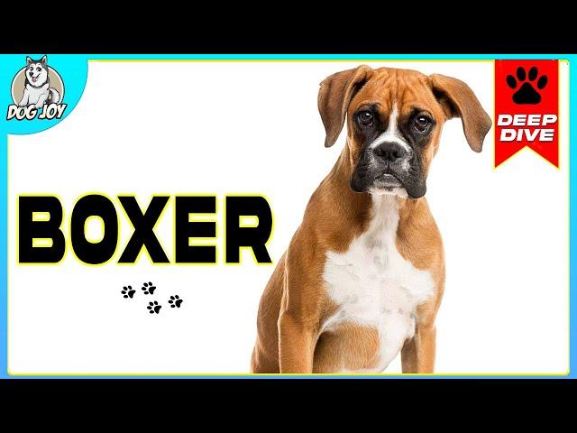 Boxer Dogs 101: Everything You Need To Know