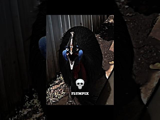 NORMAL AND SCARY BIRD SOUNDS  #animals #edit #meme