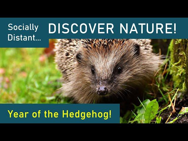 Year of the Hedgehog - Discover Nature #32