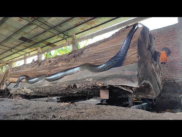 Trembesi hunter ‼ a century old monster trembesi wood sawmill from South Australia