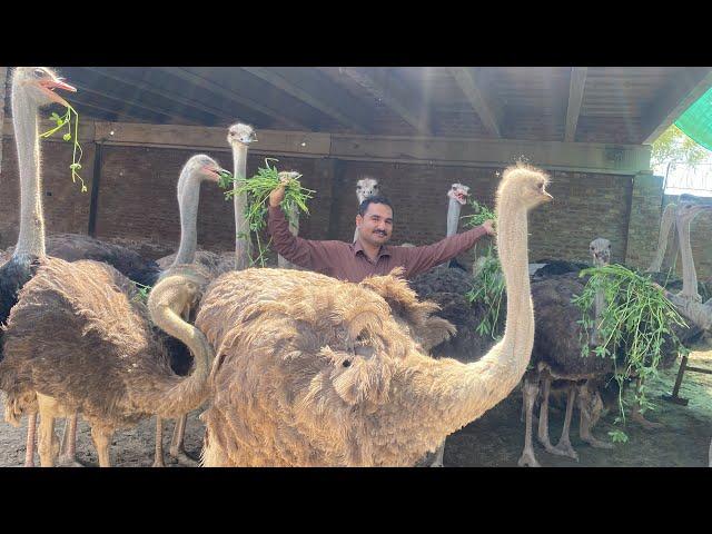 Pakistan Biggest Ostrich Farm #ostrich Ostrich Farming Business #birds