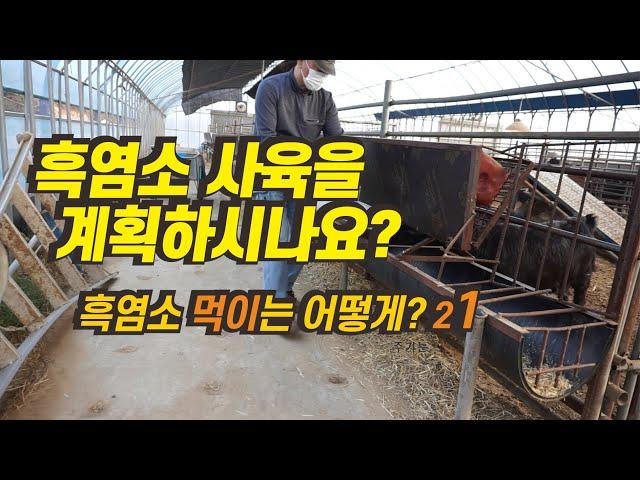 21 흑염소 사육을 계획하시나요?   흑염소 먹이는 어떻게...