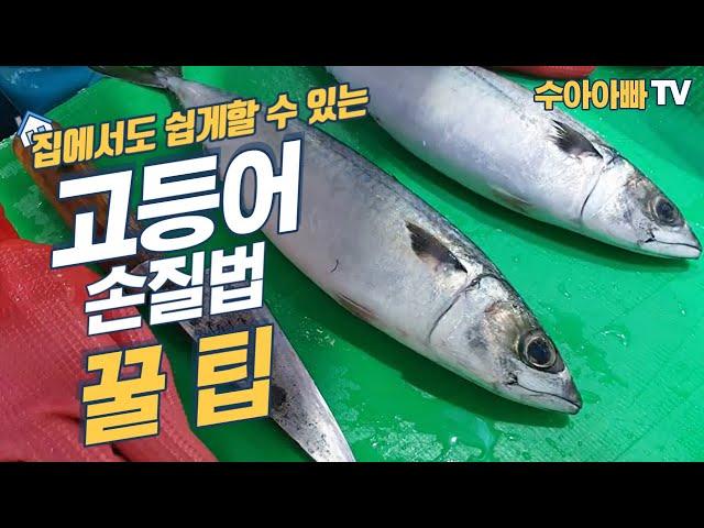 [집에서도 쉽게 할 수 있는 고등어 손질방법] 노르웨이 고등어와 비교할 클라스가 아닙니다. How to trim Mackerel / Handling Mackerel [수아아빠TV]