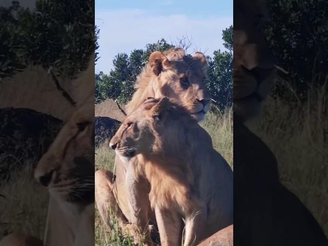 The five Rongai Rockers Young male lions #shorts #lion #nature #animals #africa #leão #bigcat #leon