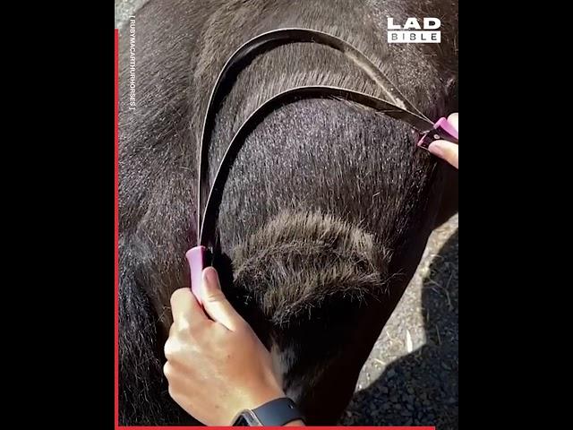 Satisfying Horse Grooming