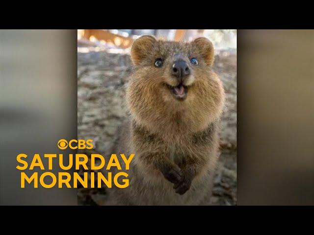 Social media fame fuels conservation efforts for Australia's quokkas
