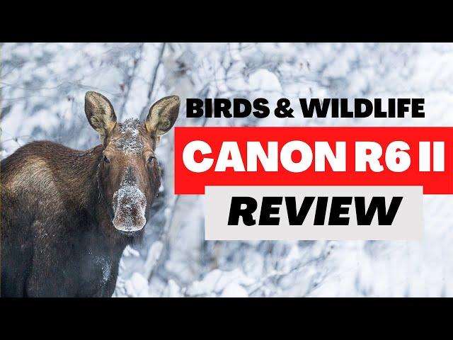 Canon R6 MKII Review - Is it a good Wildlife Camera?