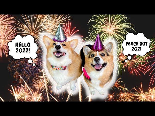Best Talking Dog Videos of 2021