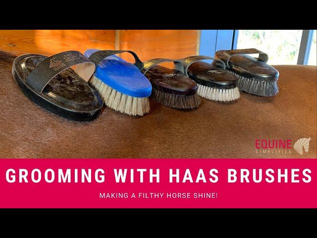 Haas Brush Grooming Video-Making a Filthy Horse Shine!.   Equine Simplified Barn Management Software