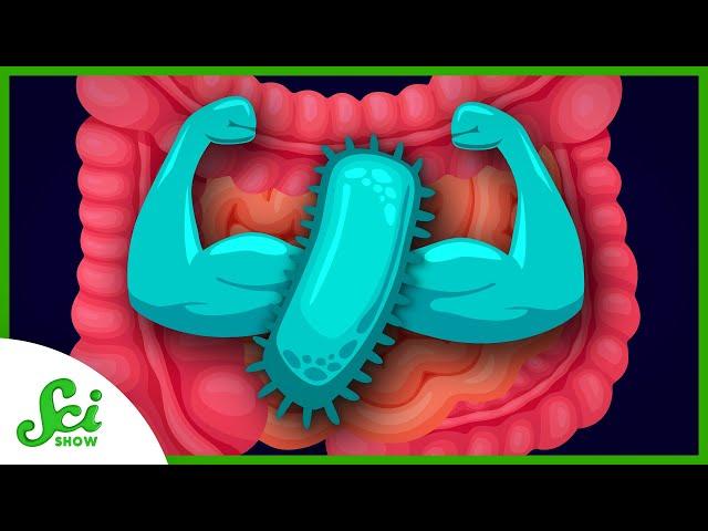 The Secret to Big Gains? Healthy Gut Bacteria #inmice | SciShow News