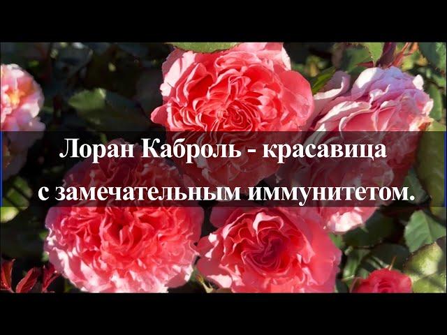 Лоран Каброль - красавица с замечательным иммунитетом.. Питомник растений Е. Иващенко