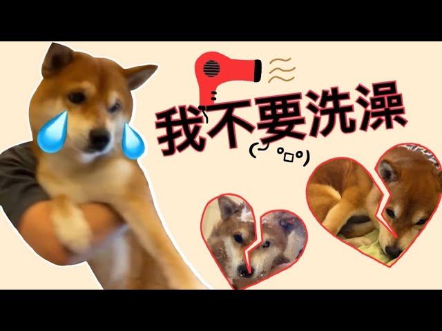 【柴犬呆萌】絕對不洗澡的一天