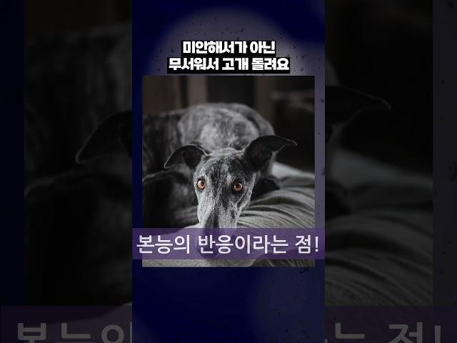 “혼났다고 미안한 건 아님  그냥 무서움”  #병맛지식 #감정혼동 #공포vs반성 #Shorts