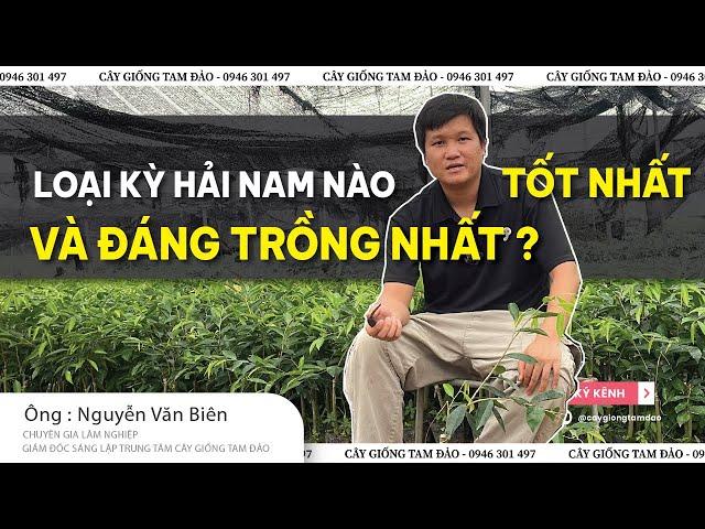 LOẠI KỲ HẢI NAM NÀO TỐT NHẤT VÀ ĐÁNG TRỒNG NHẤT ?