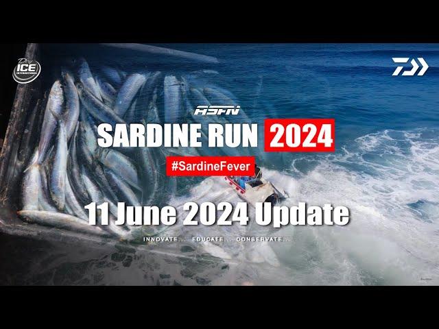 Sardine Run Update | 11 June 2024 | ASFN Sardine Run 2024