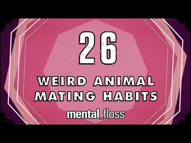 26 Weird Animal Mating Habits - mental_floss on YouTube (Ep. 20)