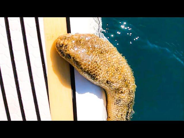 Venomous Sea Snake Encounter #Shorts