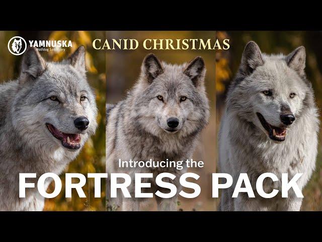 MEET THE FORTRESS PACK! Canid Christmas at Yamnuska Wolfdog Sanctuary