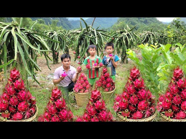 Harvesting dragon fruit to sell at the market center. Organic garden