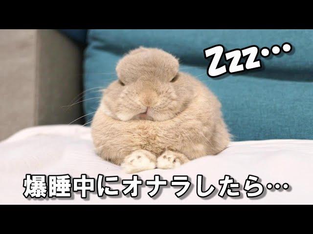 爆睡中のウサギの前で飼い主がオナラしてしまった結果ｗｗ