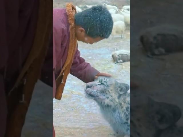 Compassion #leopard #wildlife #peace #love #animallover #tibet #himalayas