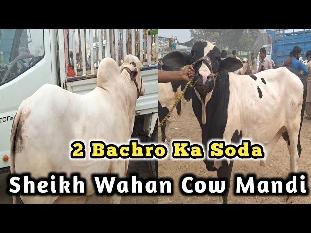 Alhamdulillah 2 Giant Size Bachro Ka Soda Kardia | Sheikh Wahan Cow Mandi | Boss Cattle Farm ||