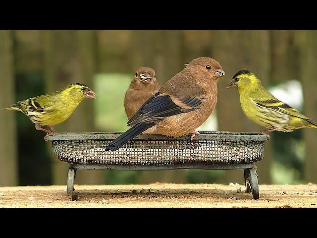 Cat Television : Cats Watching Birds TV - Video for Cats to Watch