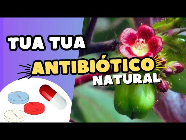 Para qué sirve la TUA TUA, FRAILECILLO O SIBIDIGUA. Cómo usarla para la Salud. #plantas