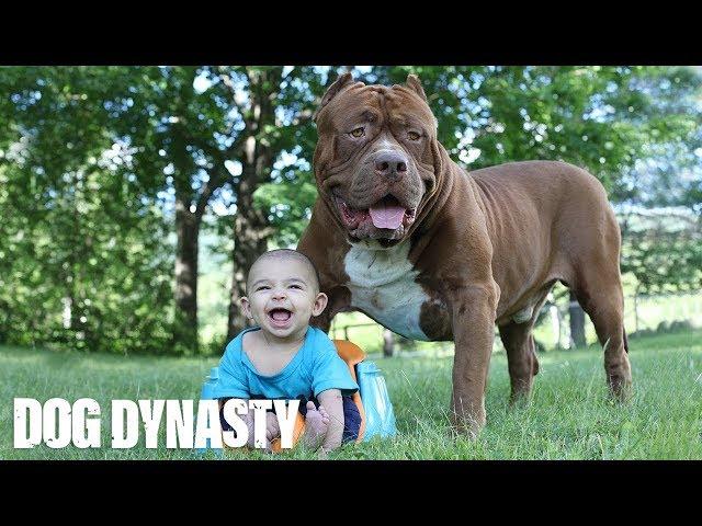 Giant Pit Bull Hulk & The Newborn Baby | DOG DYNASTY