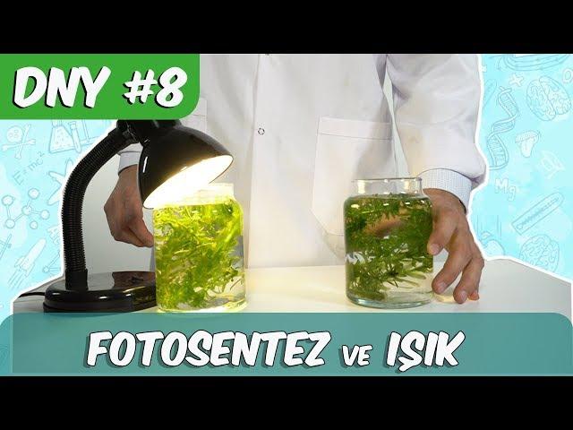 Fen Deneyi #8 | Fotosentez ve Işık