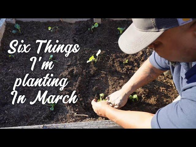 6 Things I'm Planting To Kickstart My Spring Garden In March #garden #growyourownfood #plants