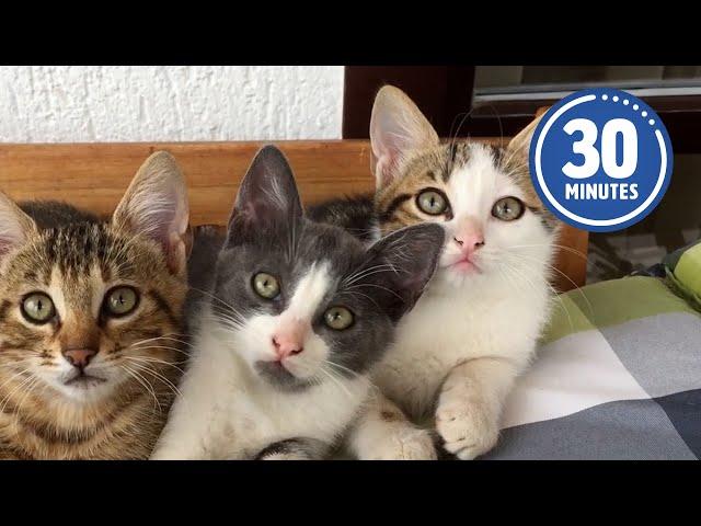 30 Minutes of the Worlds CUTEST Kittens! 