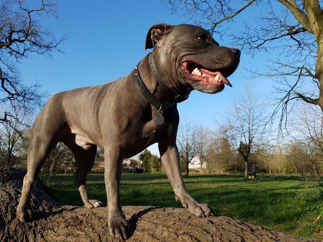 OVERLY Excited Staffy | Mac | Dog Training in London